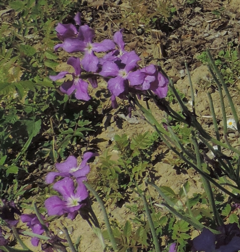 Matthiola incana